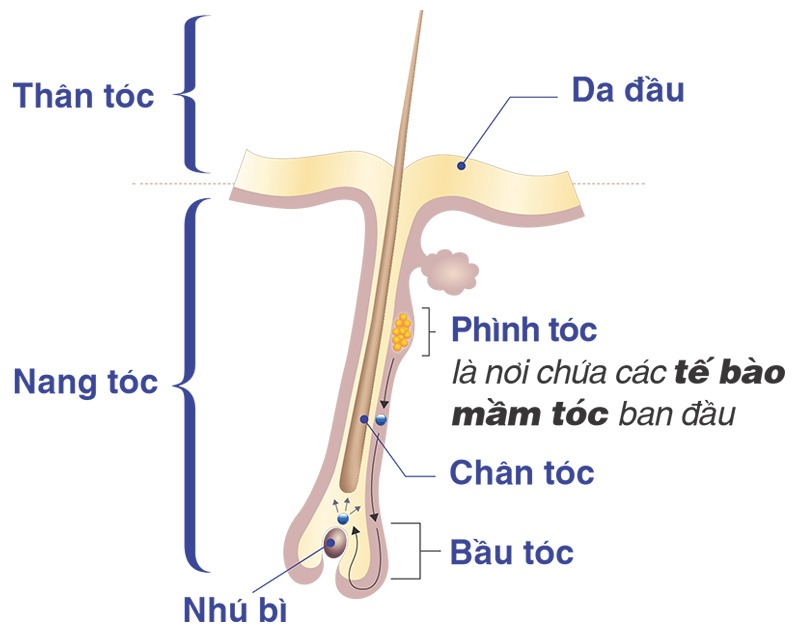 Cấu trúc của một sợi tóc khỏe mạnh và vai trò của nang tóc