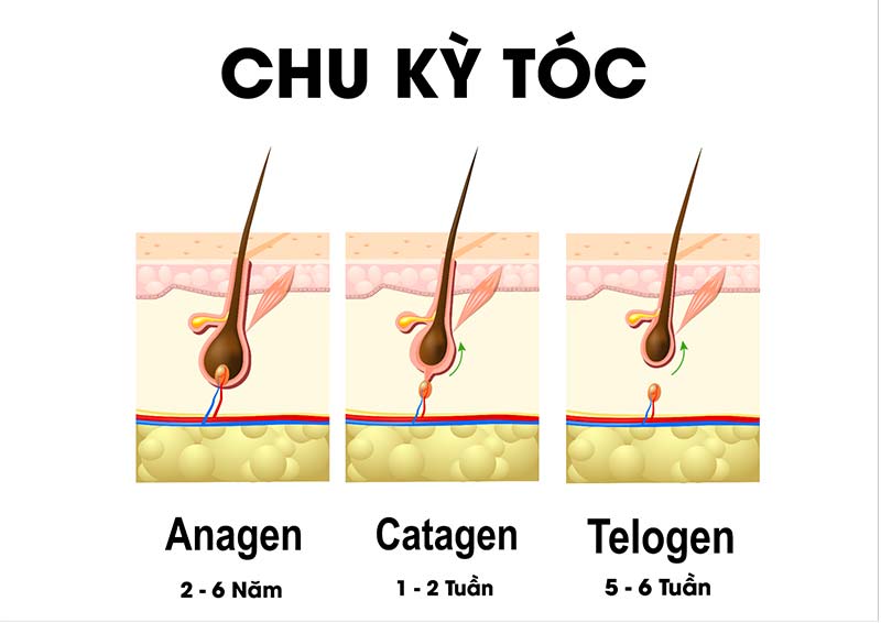 Chu kỳ phát triển của sợi tóc: Anagen, Catagen, và Telogen là gì?